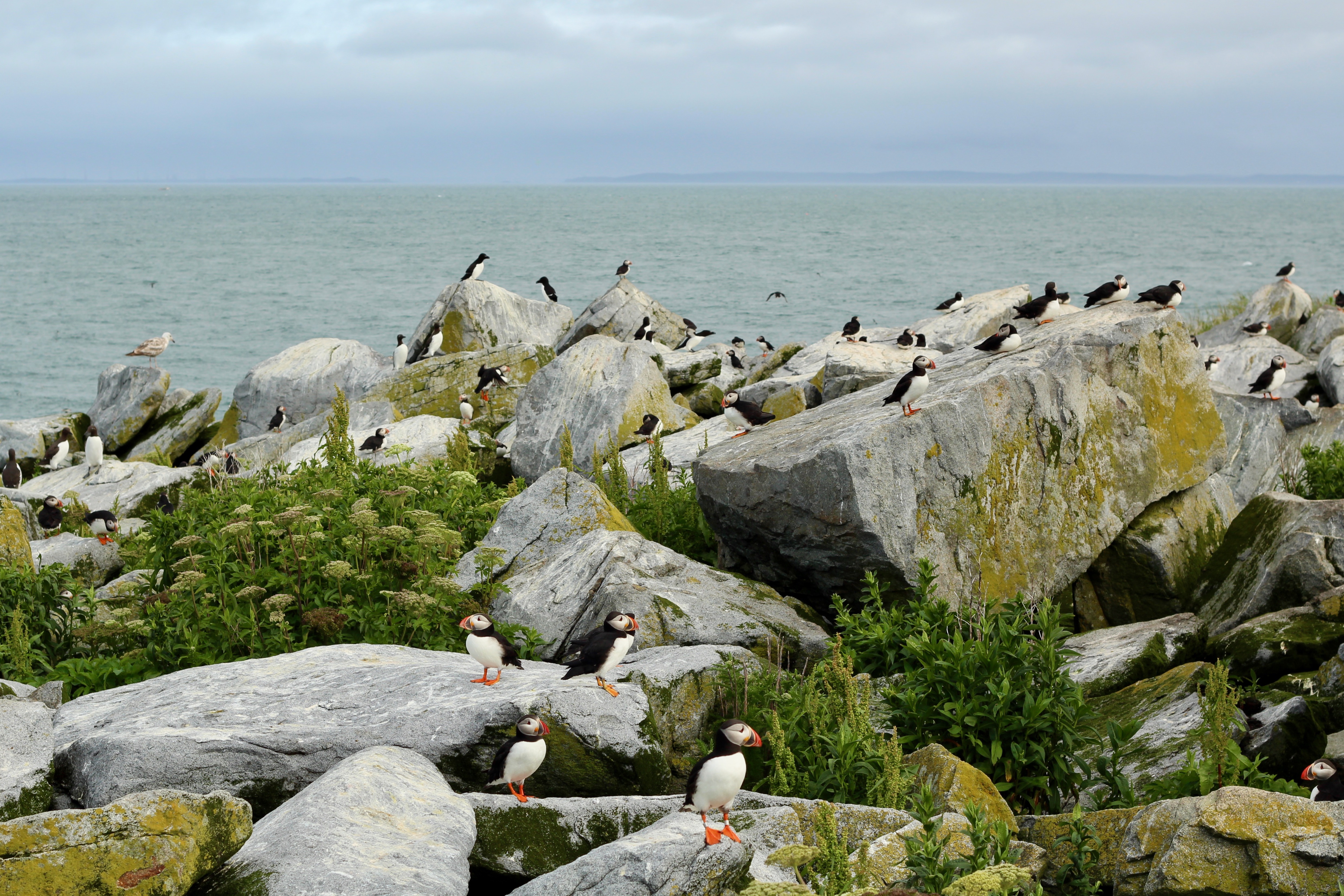 Picture of puffins in the field