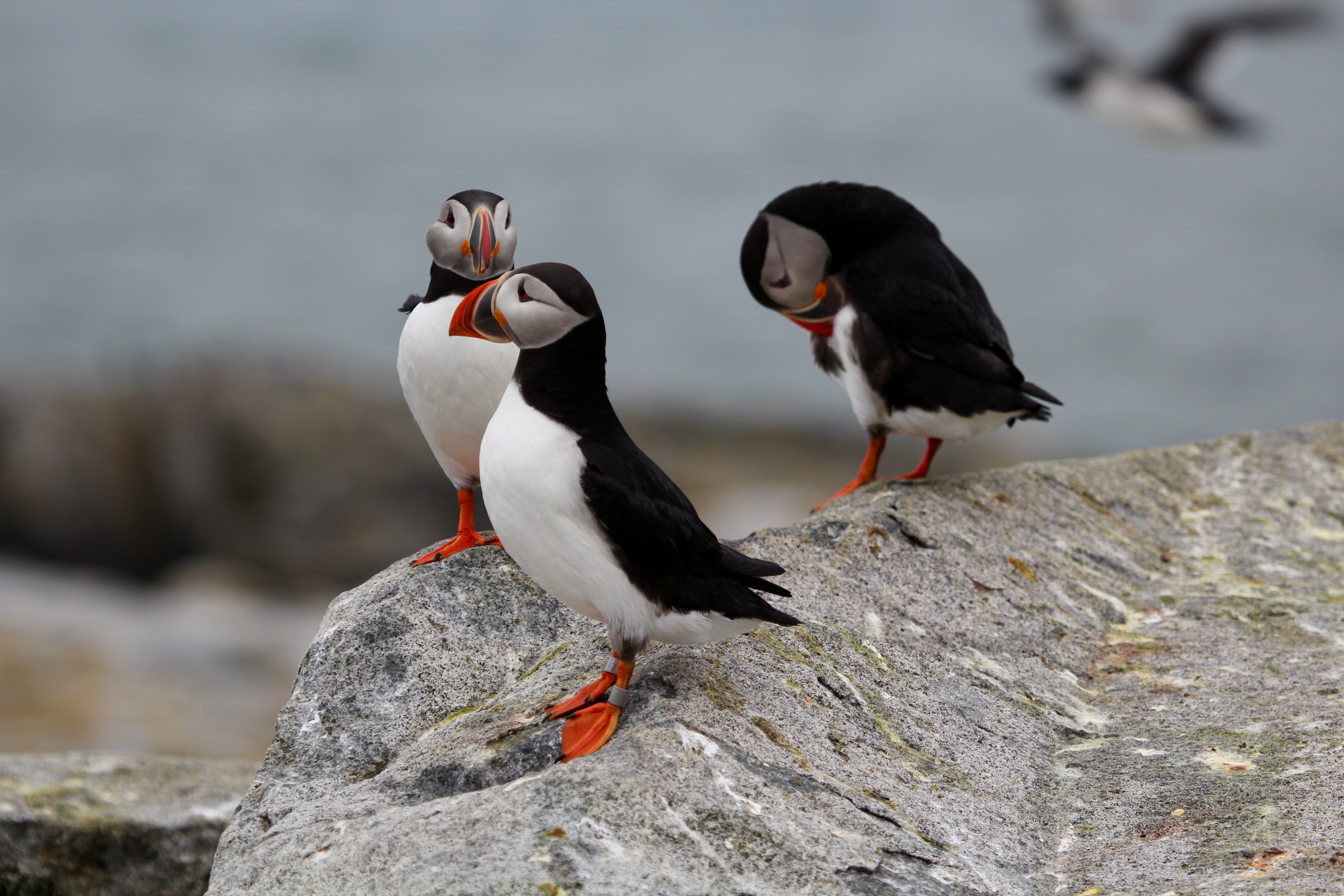 Picture of three puffins on rock