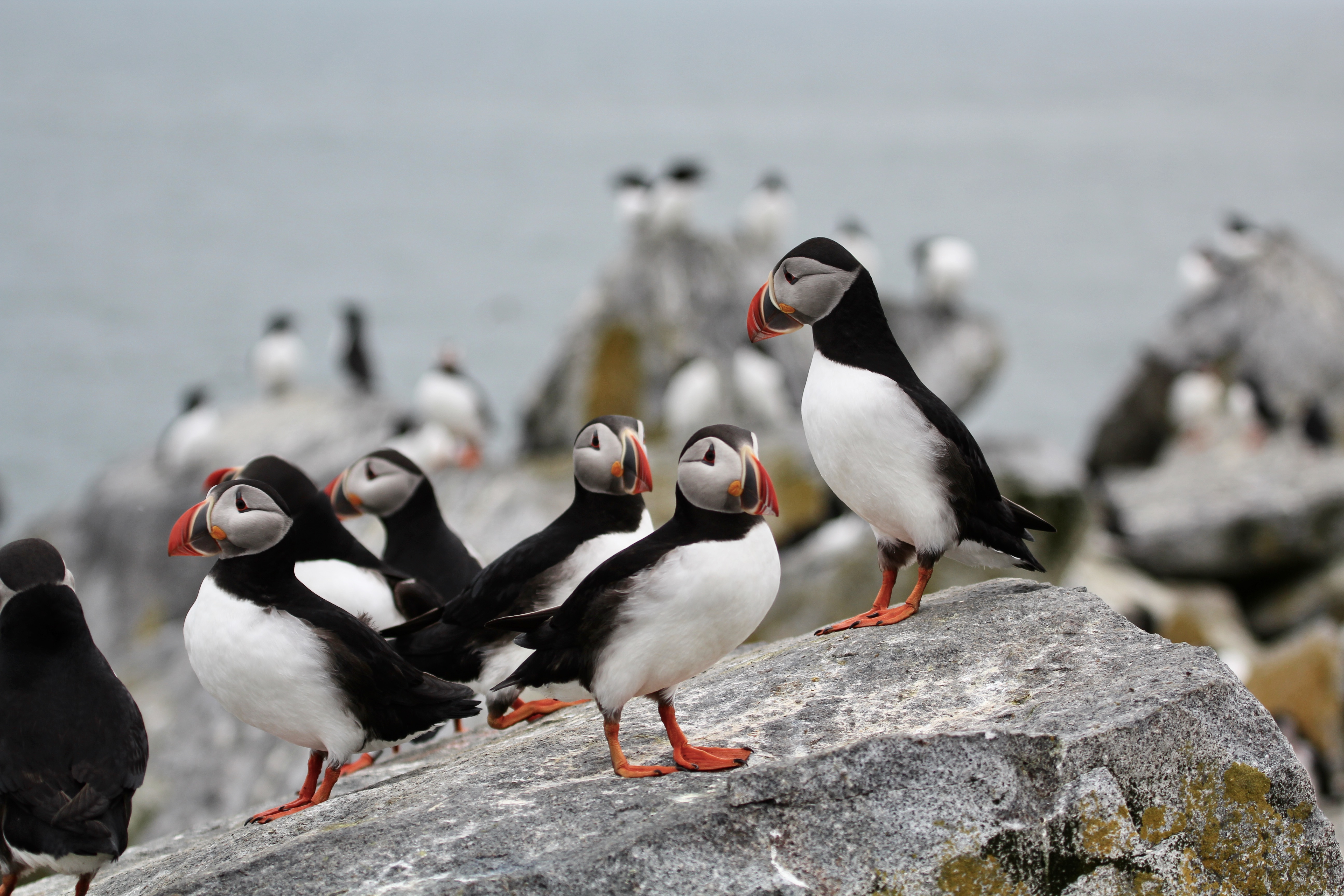 Picture of puffins and blurred background of razorbills