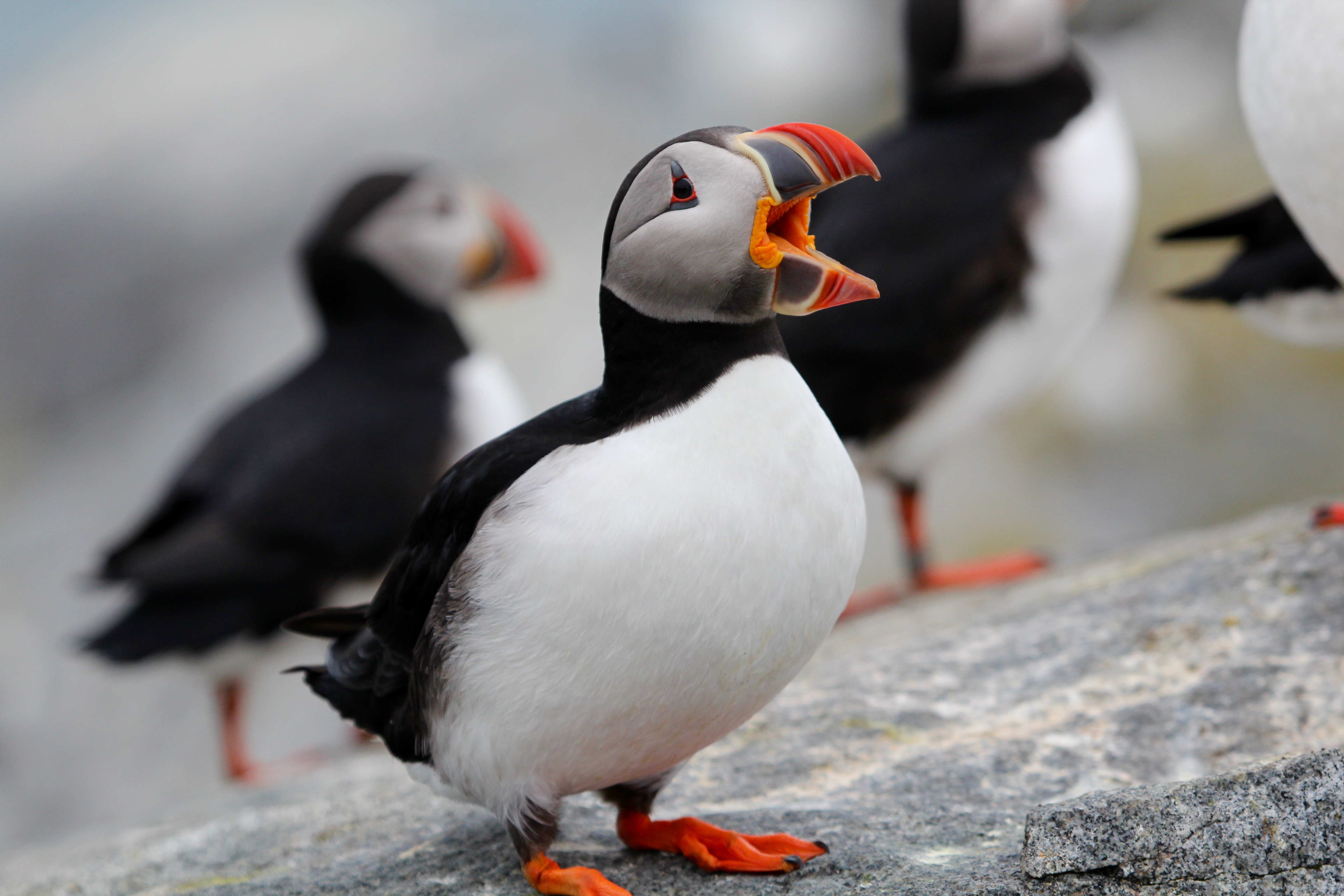 Picture of a puffin with open mouth