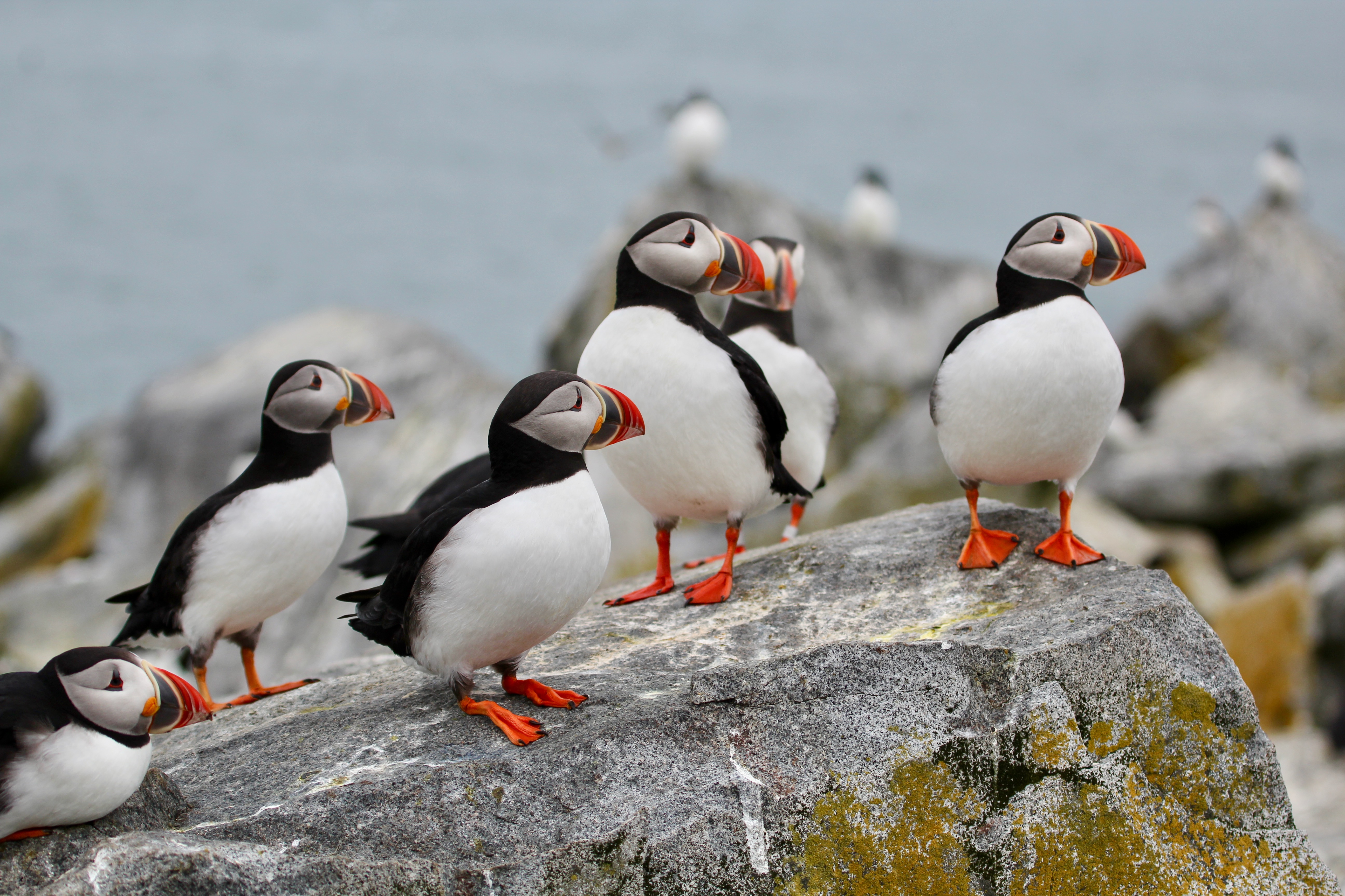 Picture of puffins on rock