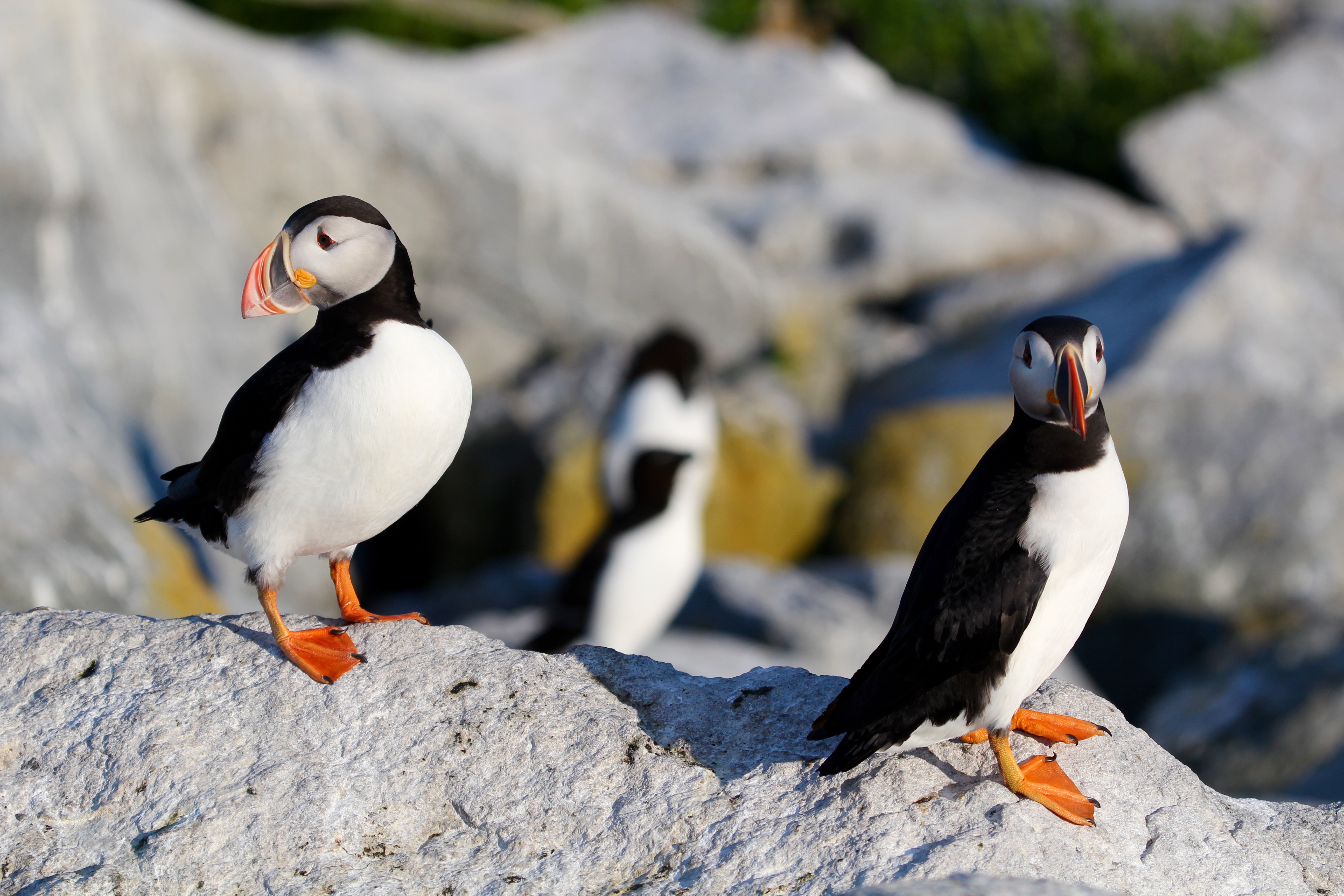 Picture of two puffins, with razorbills in blurred background