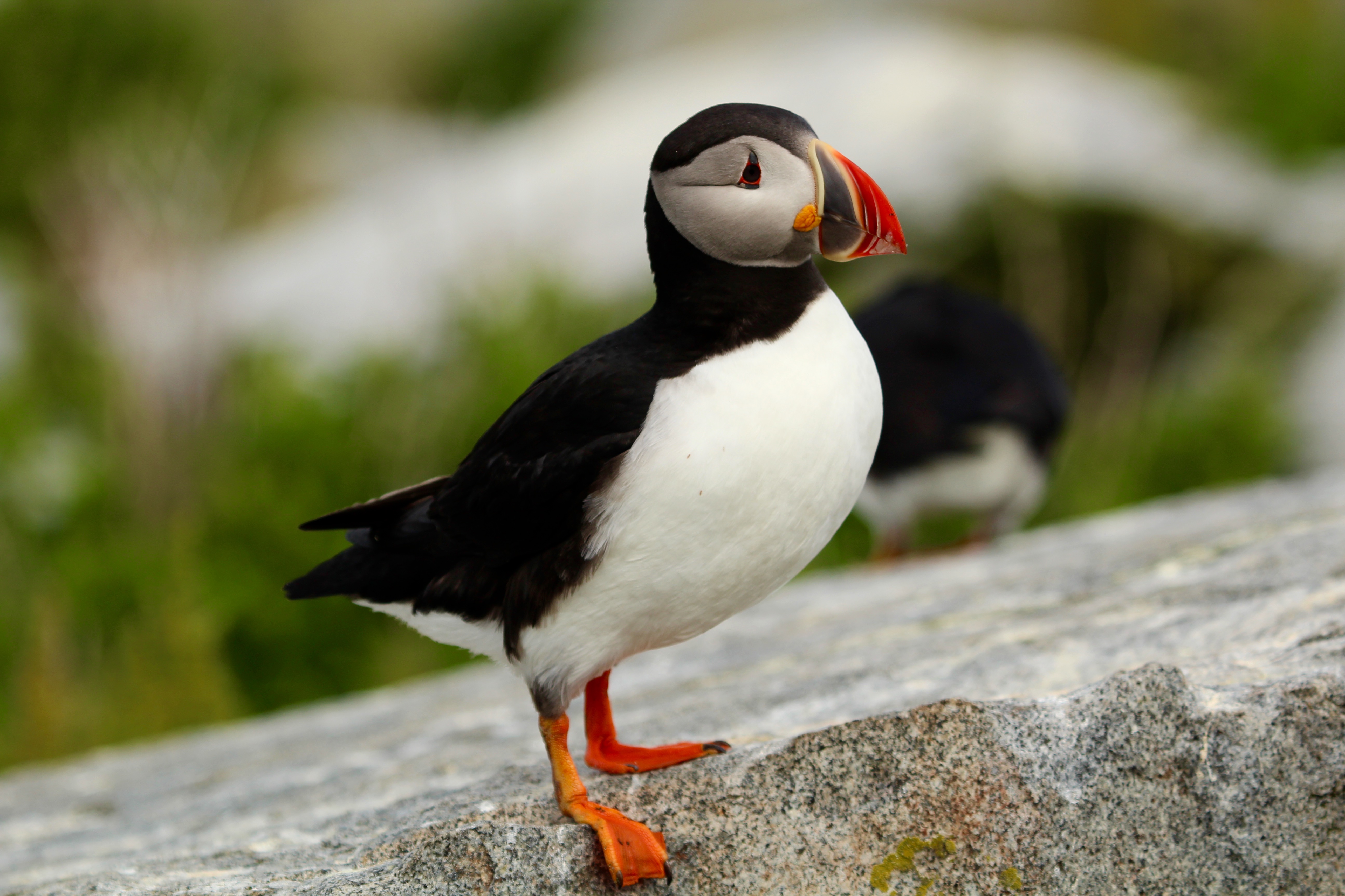 Picture of a single puffin