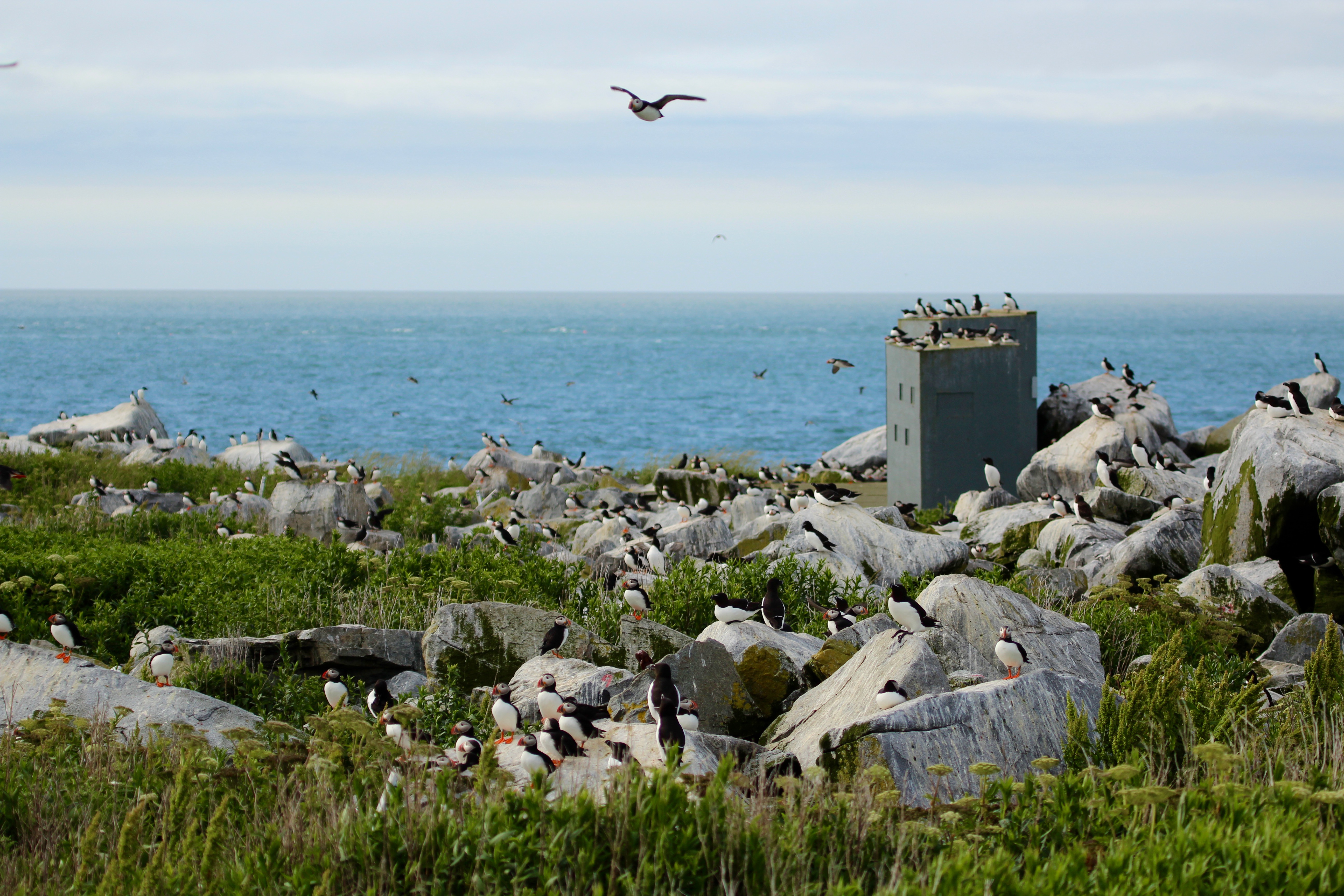 Picture of the seabird colony on Machias Seal Island