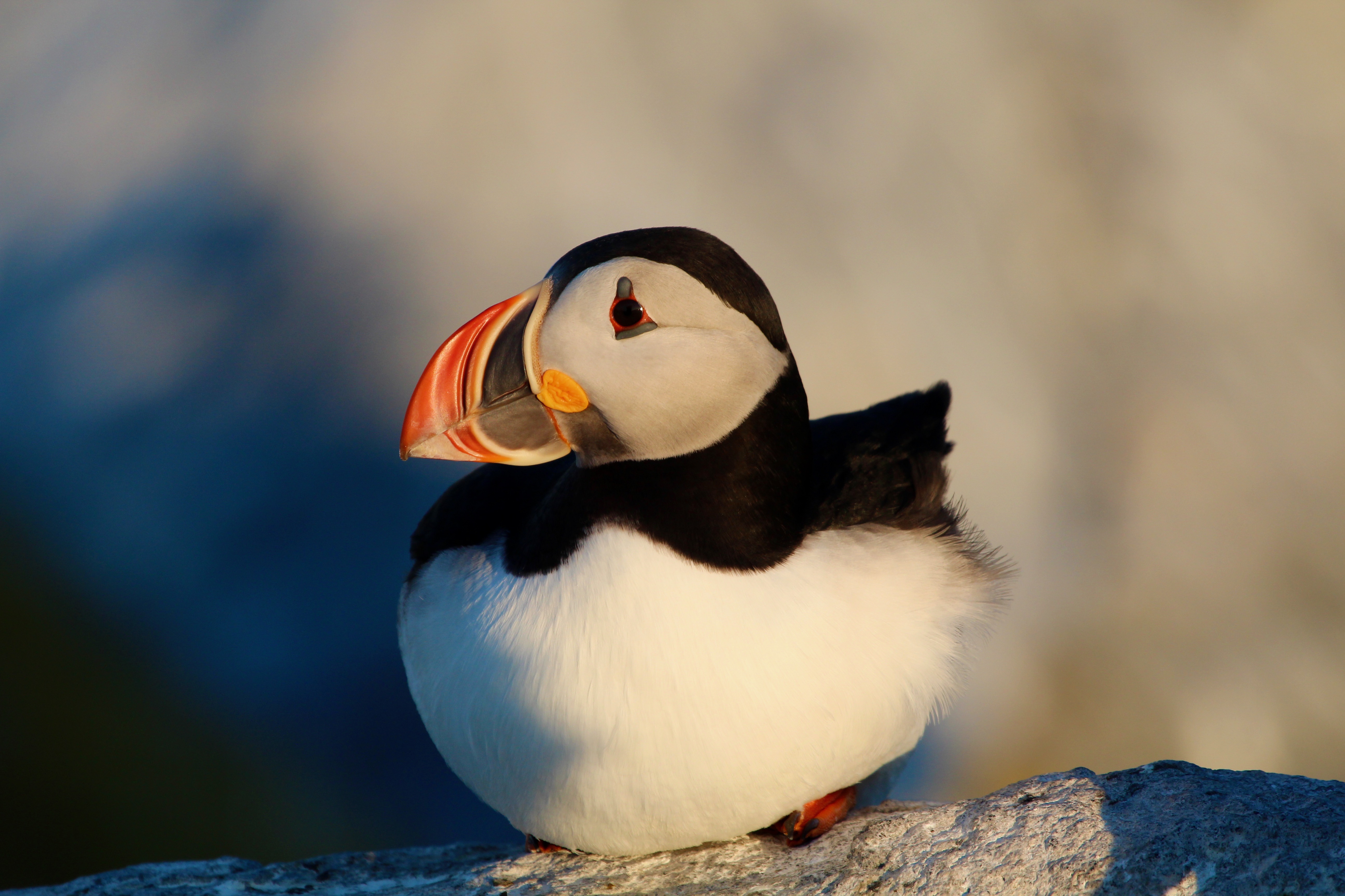 Picture of cute puffin