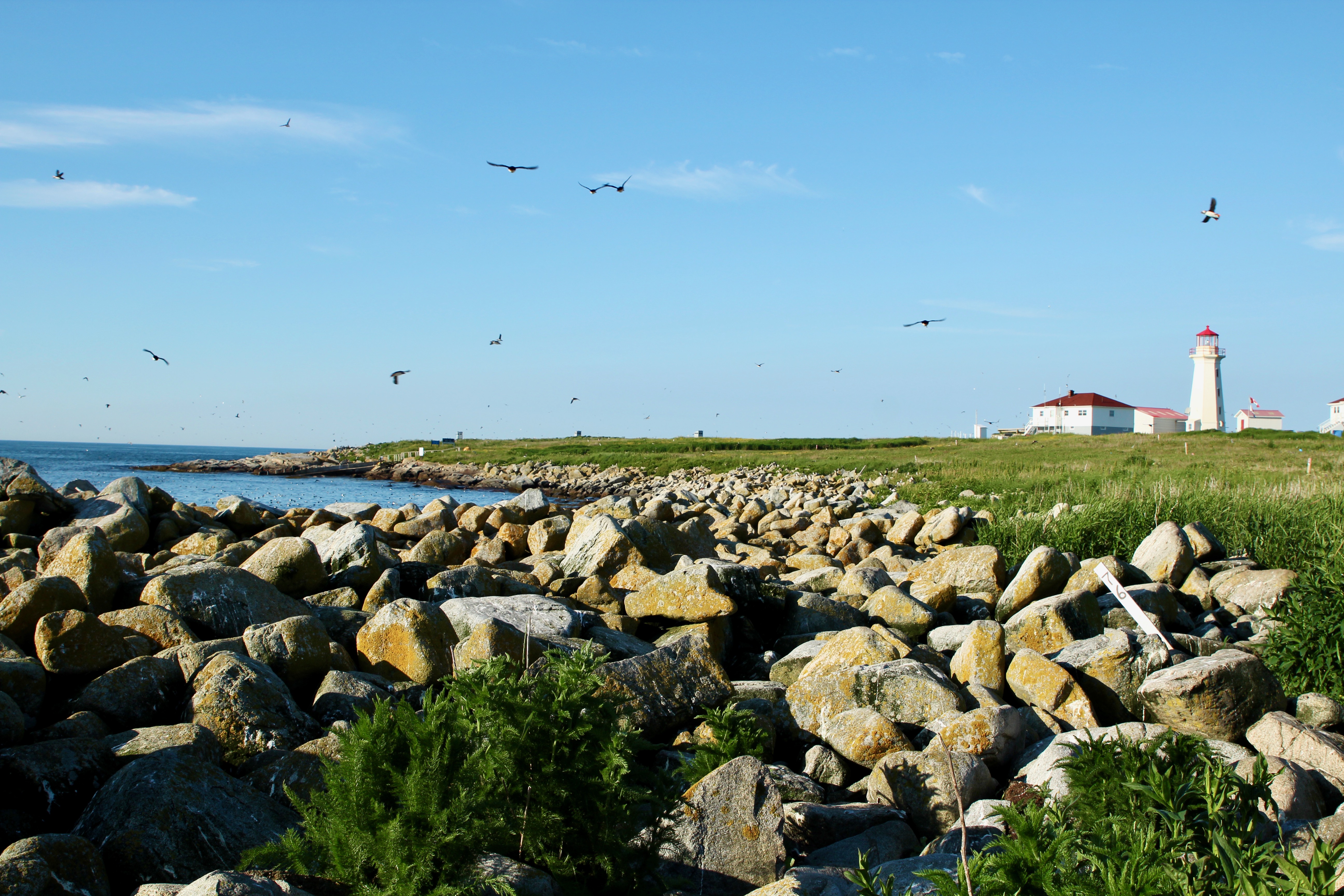 Picture of Machias Seal Island and the lighthouse